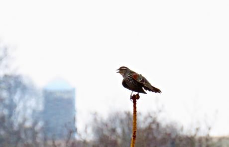 Female Red Winged Blackbird Female Red Winged Blackbird