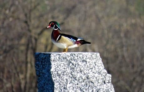 Wood Duck Wood Duck