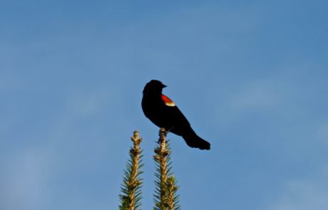 Male Red Winged Blackbird Male Red Winged Blackbird