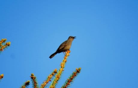 Gray Catbird Gray Catbird