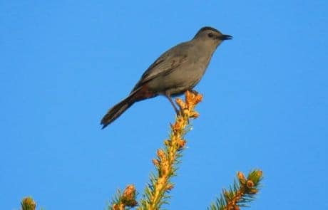 Cat bird Cat bird